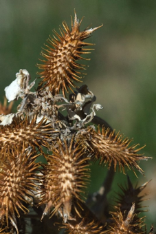 Bur - a fruit or seed with barbs  that aid is dispersal; the burs shown here are cockleburs - barbed cypsellas from the genus  Xanthium [Asteraceae]